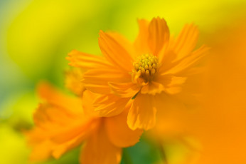 Картинка космея цветы цветение желтый цветок