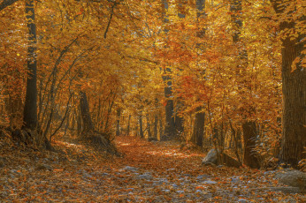 Картинка природа лес простор