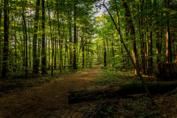 Картинка природа лес простор