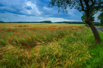 Картинка природа поля простор