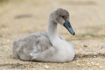 Картинка животные лебеди отдых пушок малыш лебедь