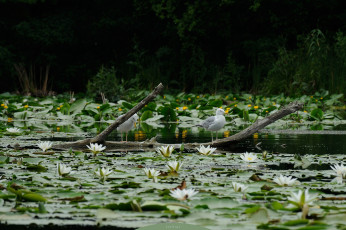 Картинка животные птицы перья птица окрас