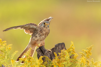 Картинка животные птицы птица окрас перья