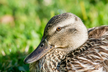 Картинка животные утки птица трава дикая утка