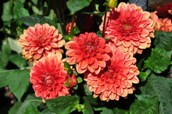 Картинка цветы георгины цветение лепестки розовый георгин