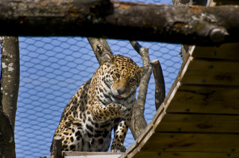 Картинка животные Ягуары красивое животное ягуар