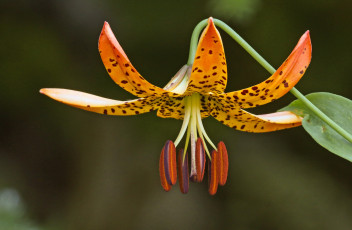 Картинка цветы лилии +лилейники лилия