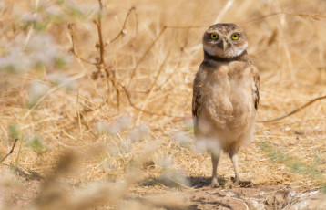 Картинка животные совы сова птица окрас перья