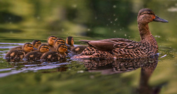 Картинка животные утки птица утка дикая трава