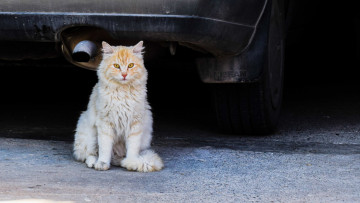 Картинка животные коты машина