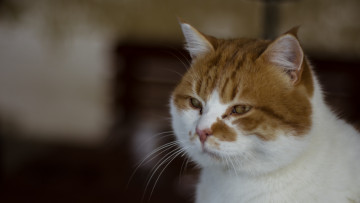 Картинка животные коты морда