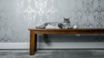 Картинка животные коты обои мяч стол