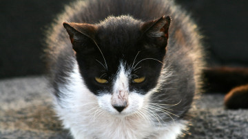 Картинка животные коты профиль