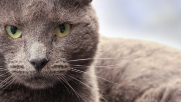 Картинка животные коты профиль