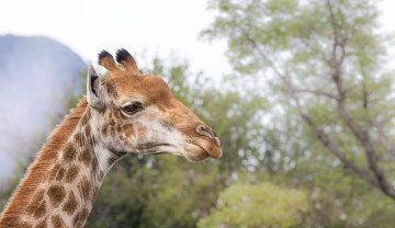 Картинка животные жирафы жираф животное рисунок окрас