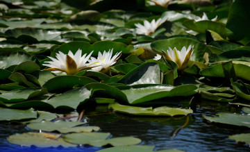 Картинка цветы лилии+водяные +нимфеи +кувшинки вода шары кувшинки листья