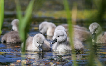 Картинка животные лебеди водоём природа вода камыши птенцы