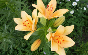Картинка цветы лилии +лилейники весна сад