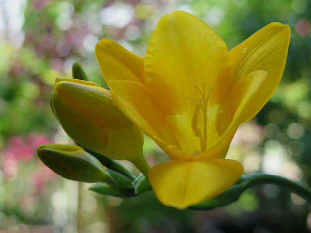 Обои картинки фото цветы, цветок, бутоны, желтый, макро