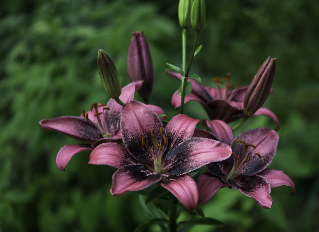 Обои картинки фото цветы, лилии,  лилейники, цветок