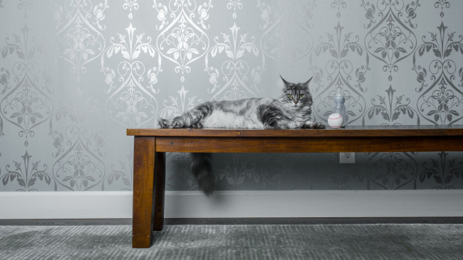 Обои картинки фото животные, коты, обои, мяч, стол