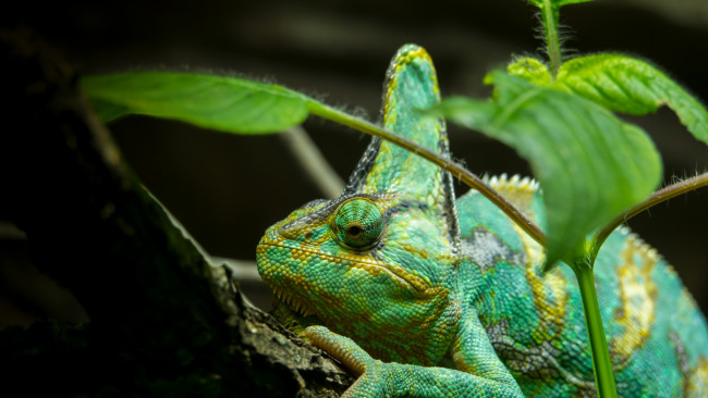 Обои картинки фото животные, Ящерицы,  игуаны,  вараны, листья, ветка, зеленая, ящерица