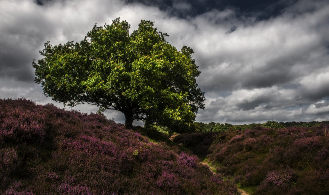 Обои картинки фото природа, пейзажи, растения, облака, дерево