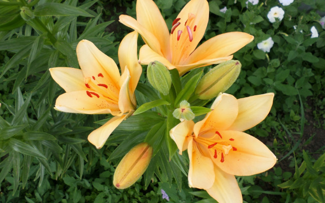 Обои картинки фото цветы, лилии,  лилейники, весна, сад