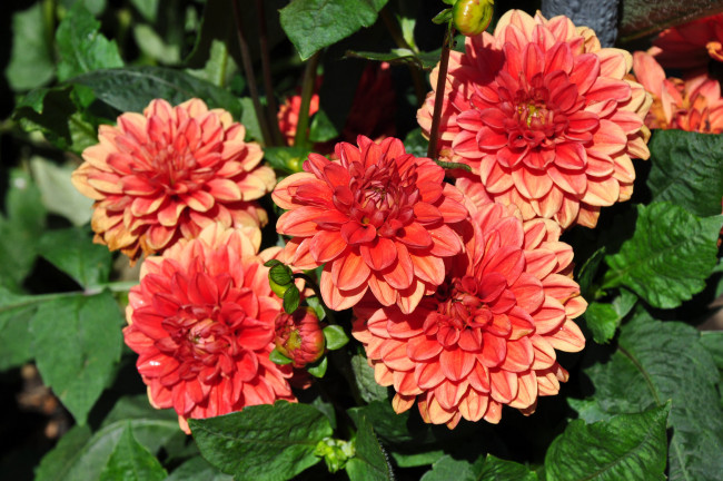 Обои картинки фото цветы, георгины, цветение, лепестки, розовый, георгин