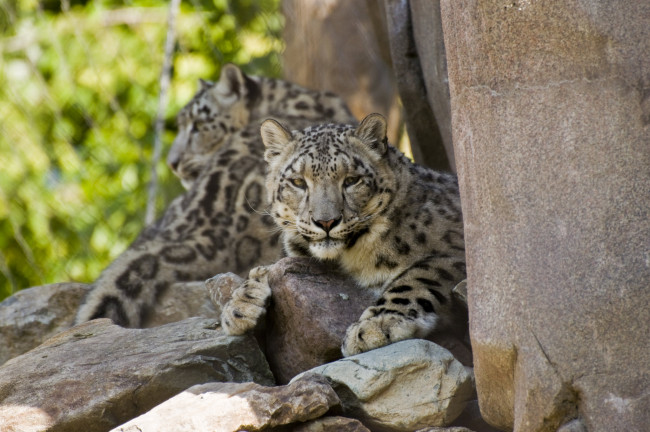 Обои картинки фото животные, снежный барс , ирбис, дикий, животное, шерсть, окрас, снежный, барс