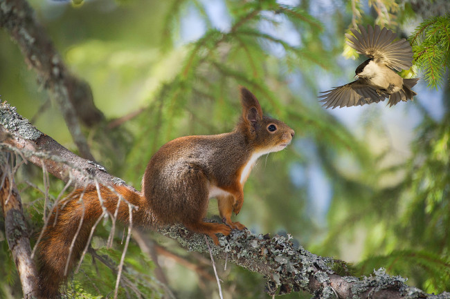 Обои картинки фото животные, разные вместе, птица, ветка, рыжая, встреча, лес, белка, дерево, боке