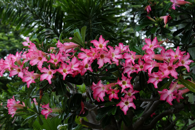 Обои картинки фото цветы, адениум,  мандевилла, цветение, лето, листья