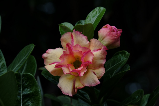 Обои картинки фото цветы, адениум,  мандевилла, цветение, листья, лето