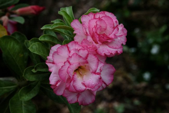 Обои картинки фото цветы, адениум,  мандевилла, цветение, листья, лето