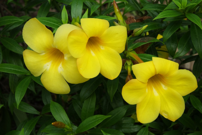 Обои картинки фото цветы, алламанда, желтые, бутоны, листья, цветение