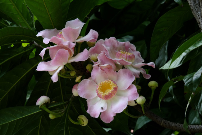 Обои картинки фото цветы, цветение, листья, лето