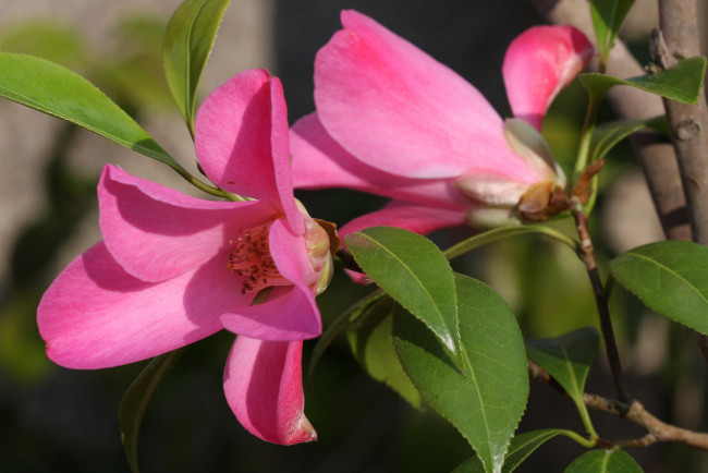 Обои картинки фото цветы, камелии, бутон, листья, камелия, кустарник, цветение