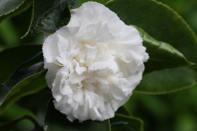 Обои картинки фото цветы, камелии, листья, цветение, нежность, камелия, бутон, лепестки