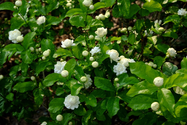 Обои картинки фото цветы, кустики, много, белые, цветение