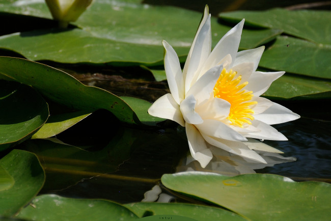 Обои картинки фото цветы, лилии водяные,  нимфеи,  кувшинки, водяная, лилия, листья, вода