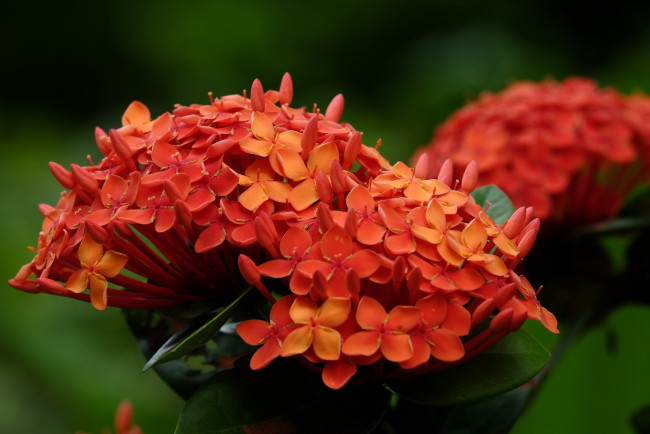 Обои картинки фото цветы, листья, цветение, лето