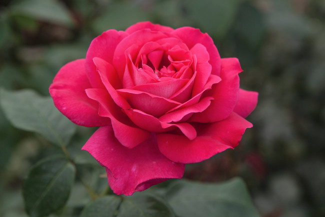 Обои картинки фото цветы, розы, blossoms, leaves, petals, bud, rose, цветение, листья, лепестки, бутон, роза