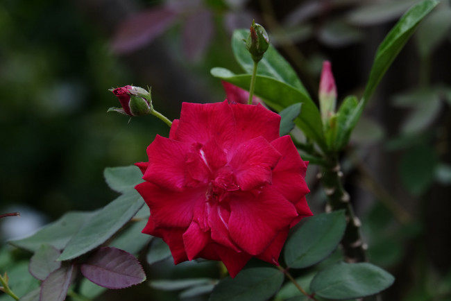 Обои картинки фото цветы, розы, цветение, роза, бутон, лепестки, листья, bud, blossoms, rose, petals, leaves