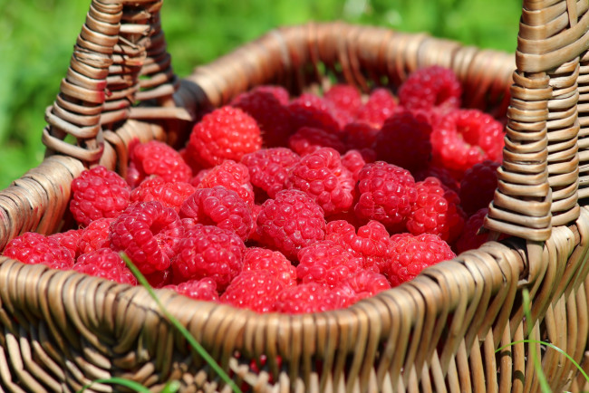 Обои картинки фото еда, малина, лето, дача, ягоды, вкусно, витамины, красота, ягода, урожай, природа