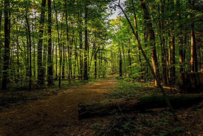 Обои картинки фото природа, лес, простор