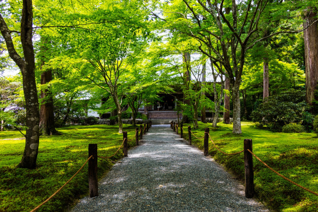 Обои картинки фото природа, парк, деревья, кусты