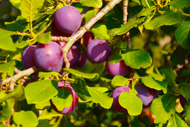 Обои картинки фото природа, плоды, дерево, листья, слива, ветки