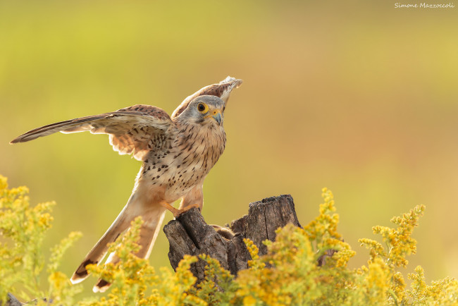 Обои картинки фото животные, птицы, птица, окрас, перья