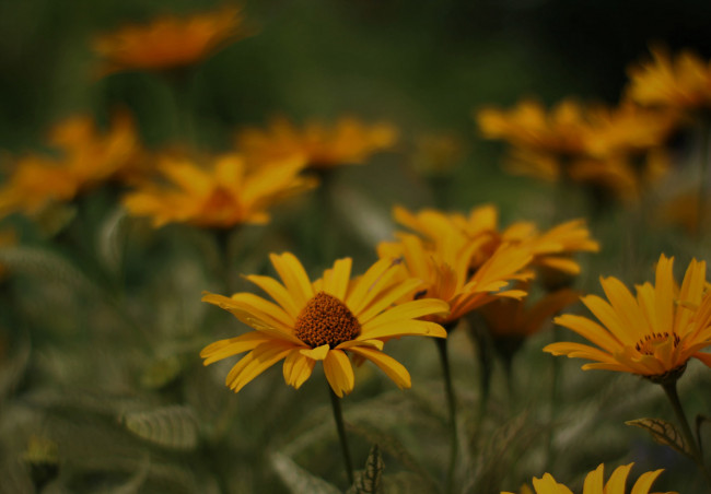 Обои картинки фото цветы, желтые, цветение, лепестки