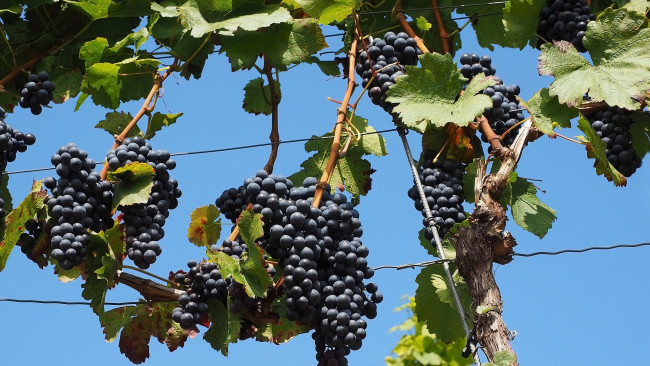 Обои картинки фото природа, ягоды,  виноград, грозди, виноград, урожай